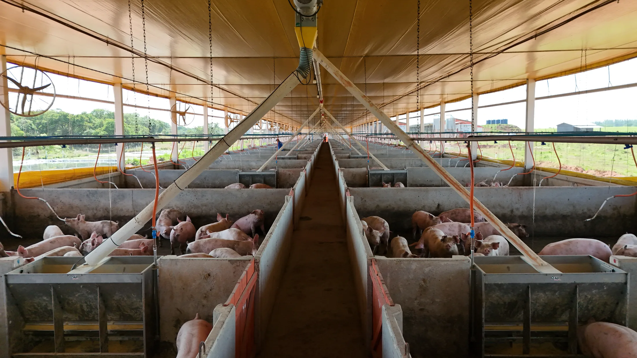 Instalação de suinocultura com pilares e vigas pré-moldadas de concreto